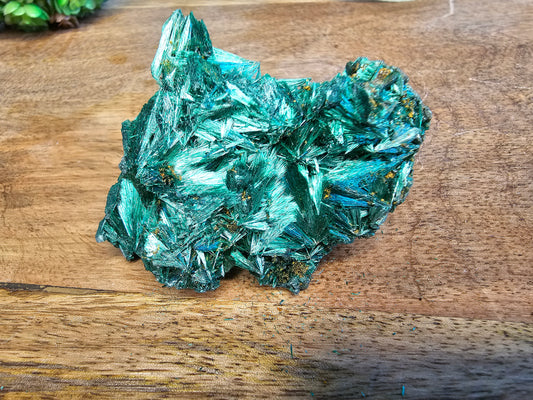 Velvet Malachite