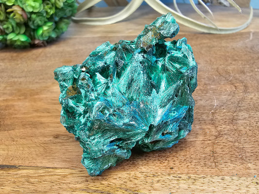 Velvet Malachite